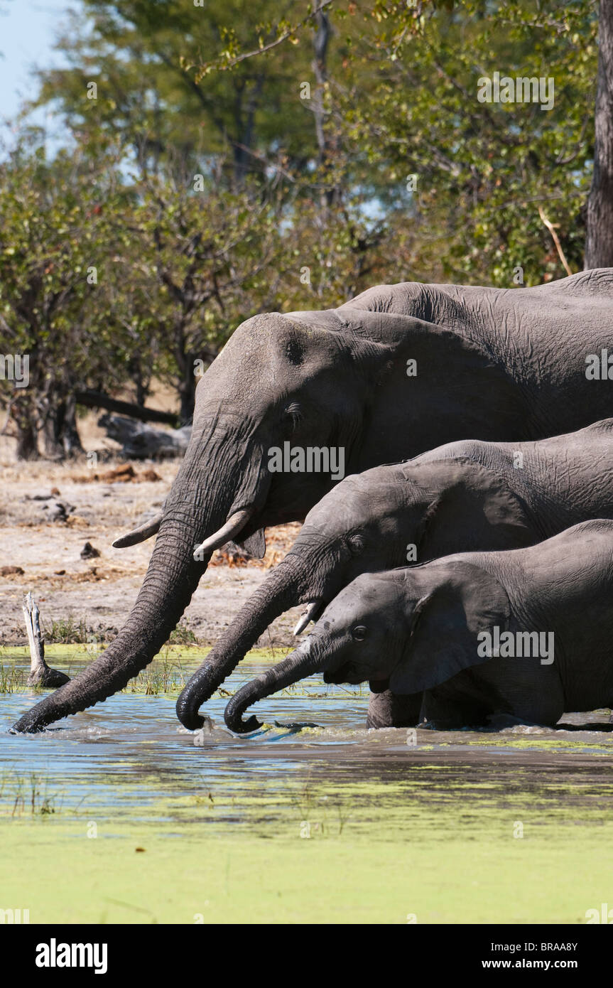 Elephant (Loxodonta africana), Savute Channel, Linyanti, Botswana, Africa Stock Photo