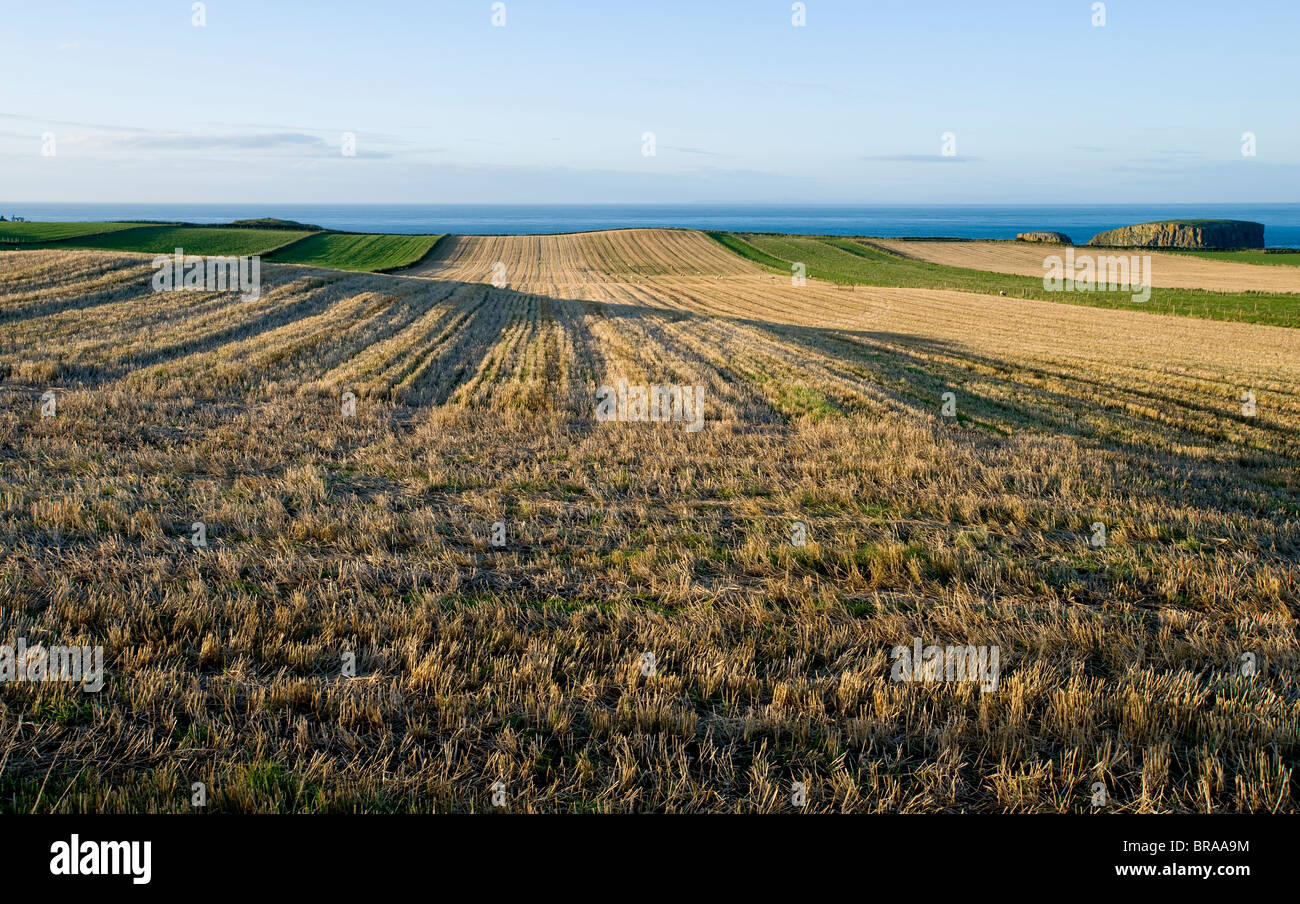 Fields of stubble Ballintoy, North Antrim Coast. Stock Photo
