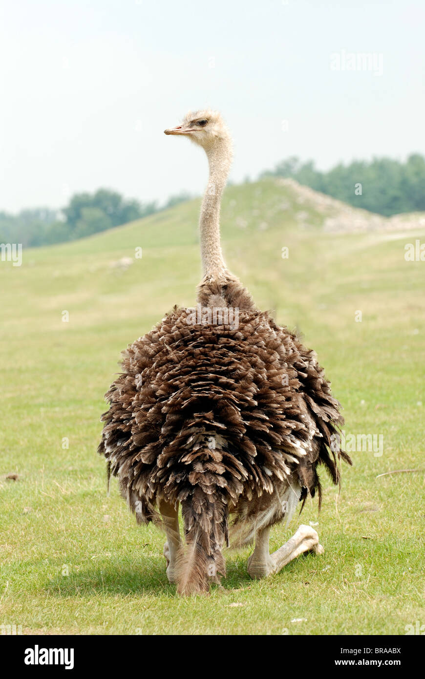 Ostrich leg hi-res stock photography and images - Alamy