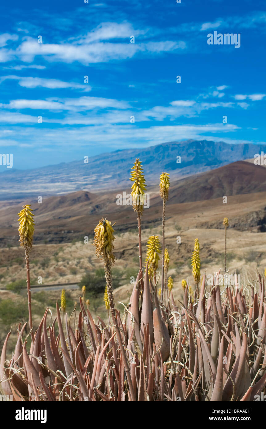 Vegetation and grasses on island of San Antao, Cape Verde Islands, Africa Stock Photo