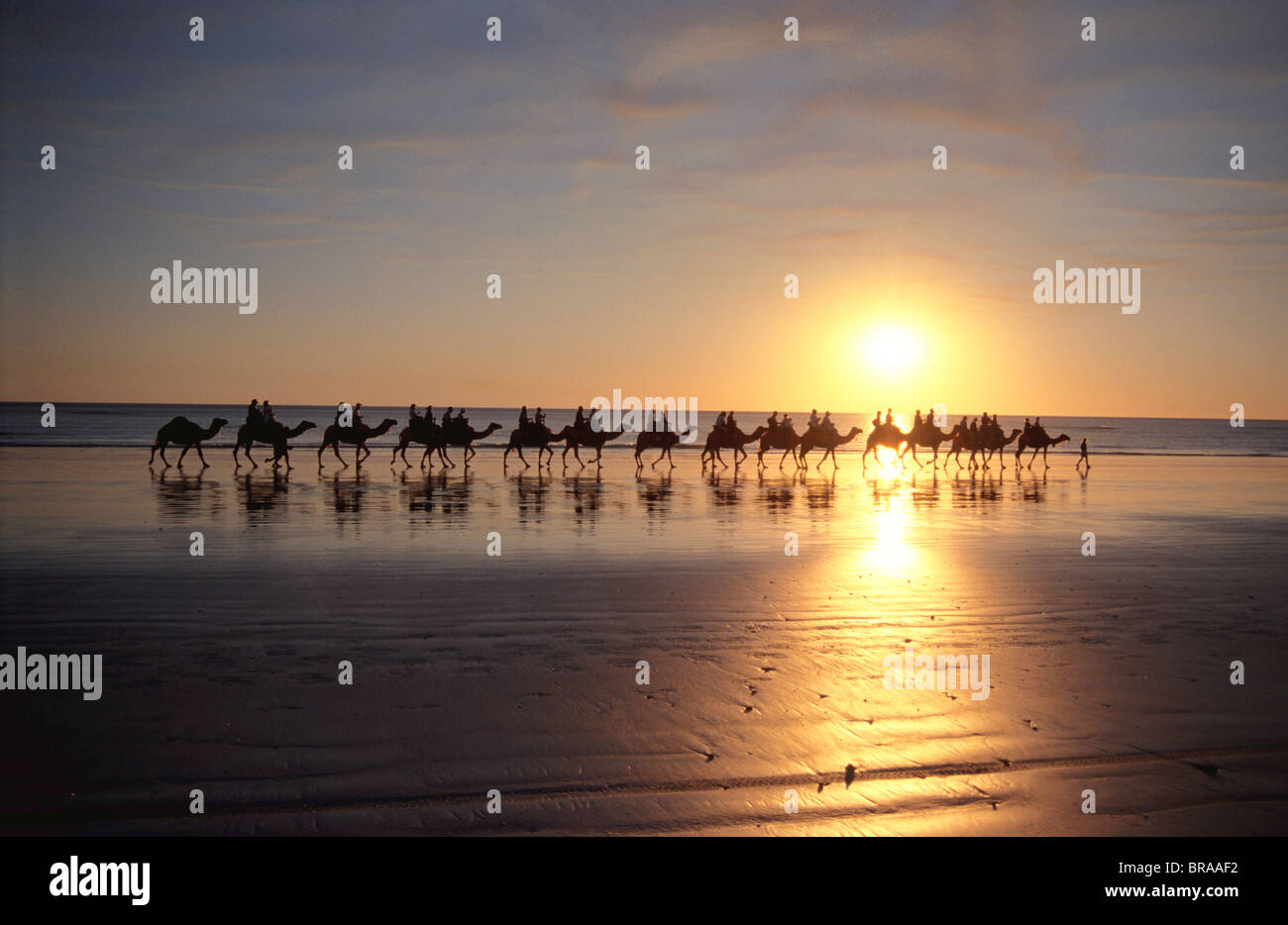 Camel riders on beach at sunset, Broome, Western Australia Stock Photo ...