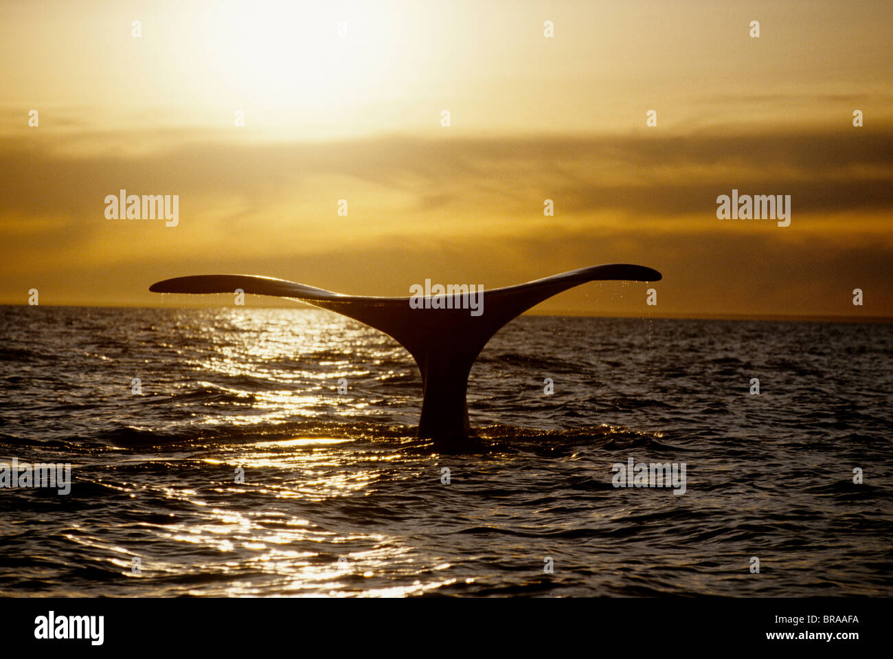 Southern right whale tale fluke at sunset {Balaena glacialis australis} Patagonia, South America Stock Photo