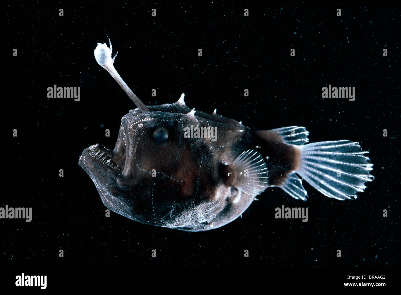 Deep sea Anglerfish {Himantolophus sp} female with lure projecting from head to attract prey, Atlantic ocean. Stock Photo