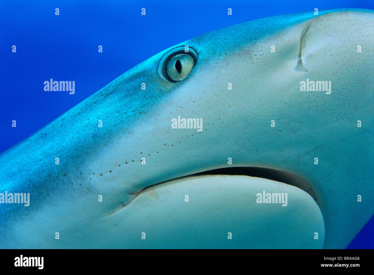 Grey reef shark close up {Carcharhinus amblyrhynchos} Grand Bahamas ...