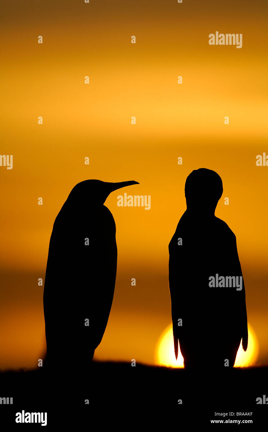 Two King penguins {Aptenodytes patagonicus} silhouetted at sunset, Falkland Islands. Stock Photo