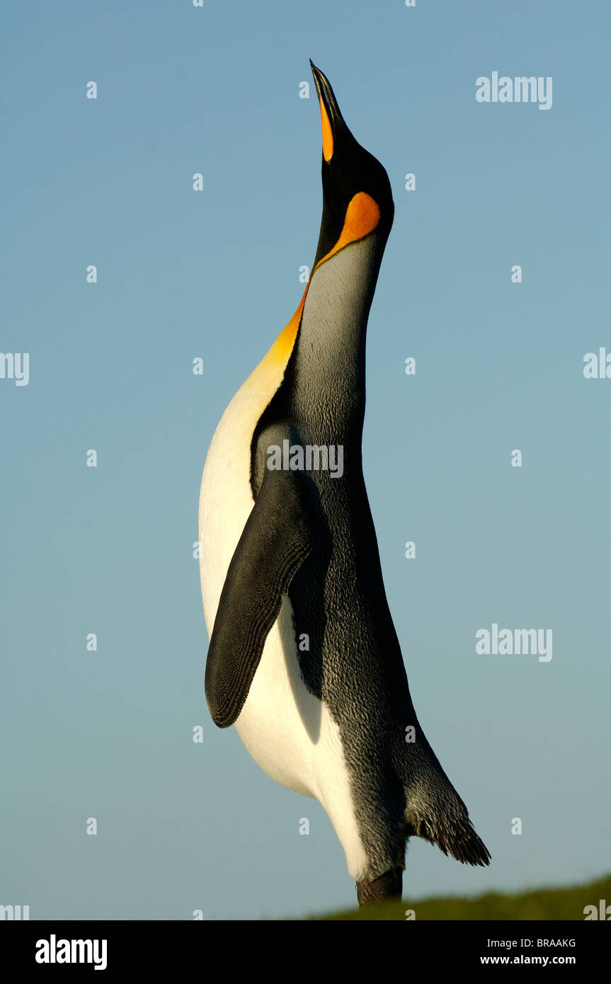 A male king penguin (Aptenodytes patagonicus) stands tall and calls during display. Stock Photo