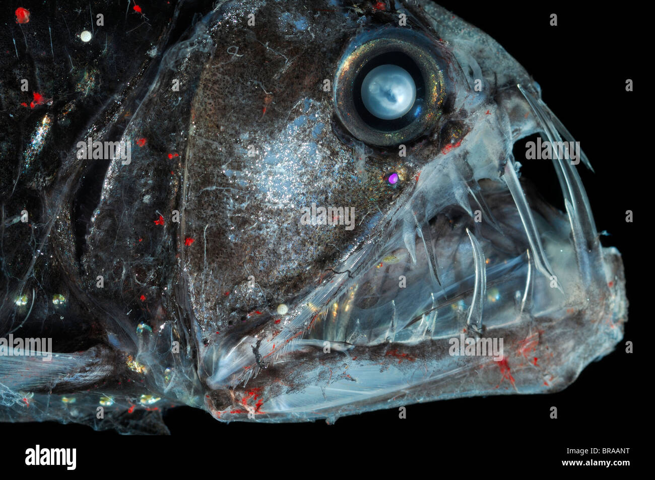 Deep Sea Viperfish {Chauliodus sloani} with chromatophores and bioluminescence, Atlantic ocean Stock Photo