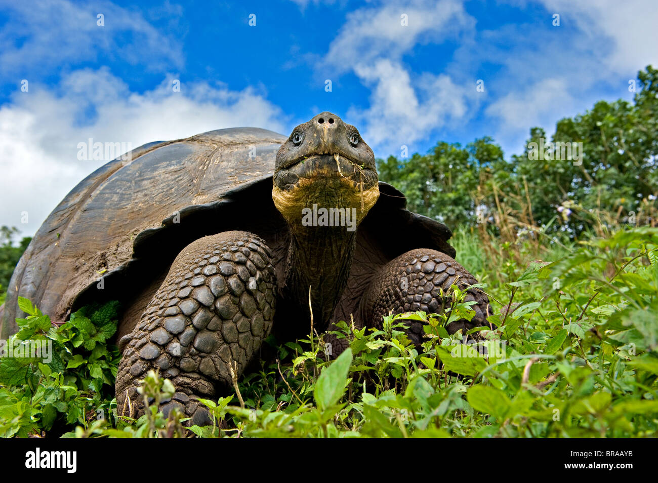 Galapagos giant tortoise (Geochelone elephantopus / nigra) adult feeding, Santa Cruz, Galapagos Stock Photo