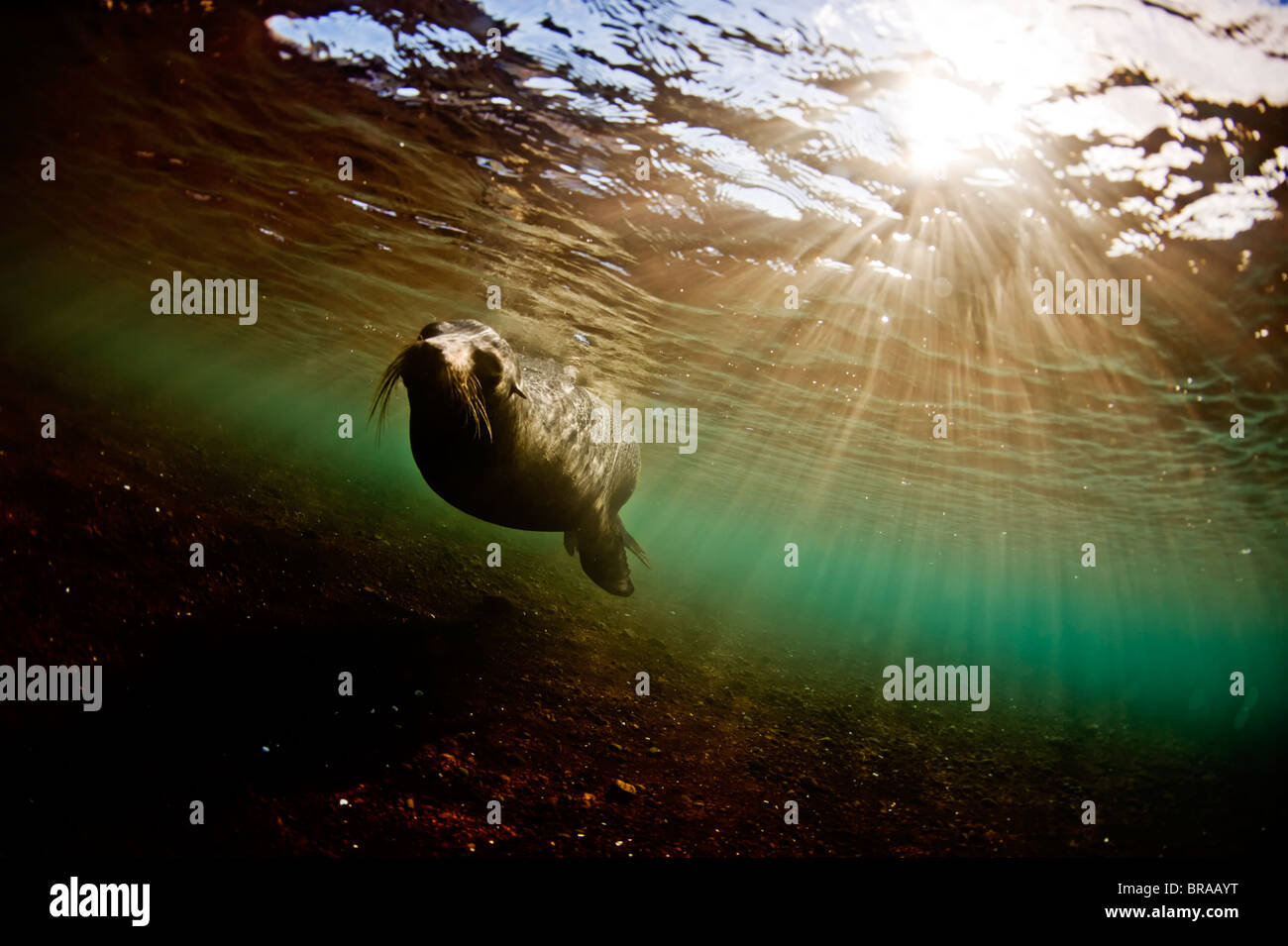 A bull sea lion in the shallow waters around Rabida Island, Galapagos, Ecuador, South America Stock Photo