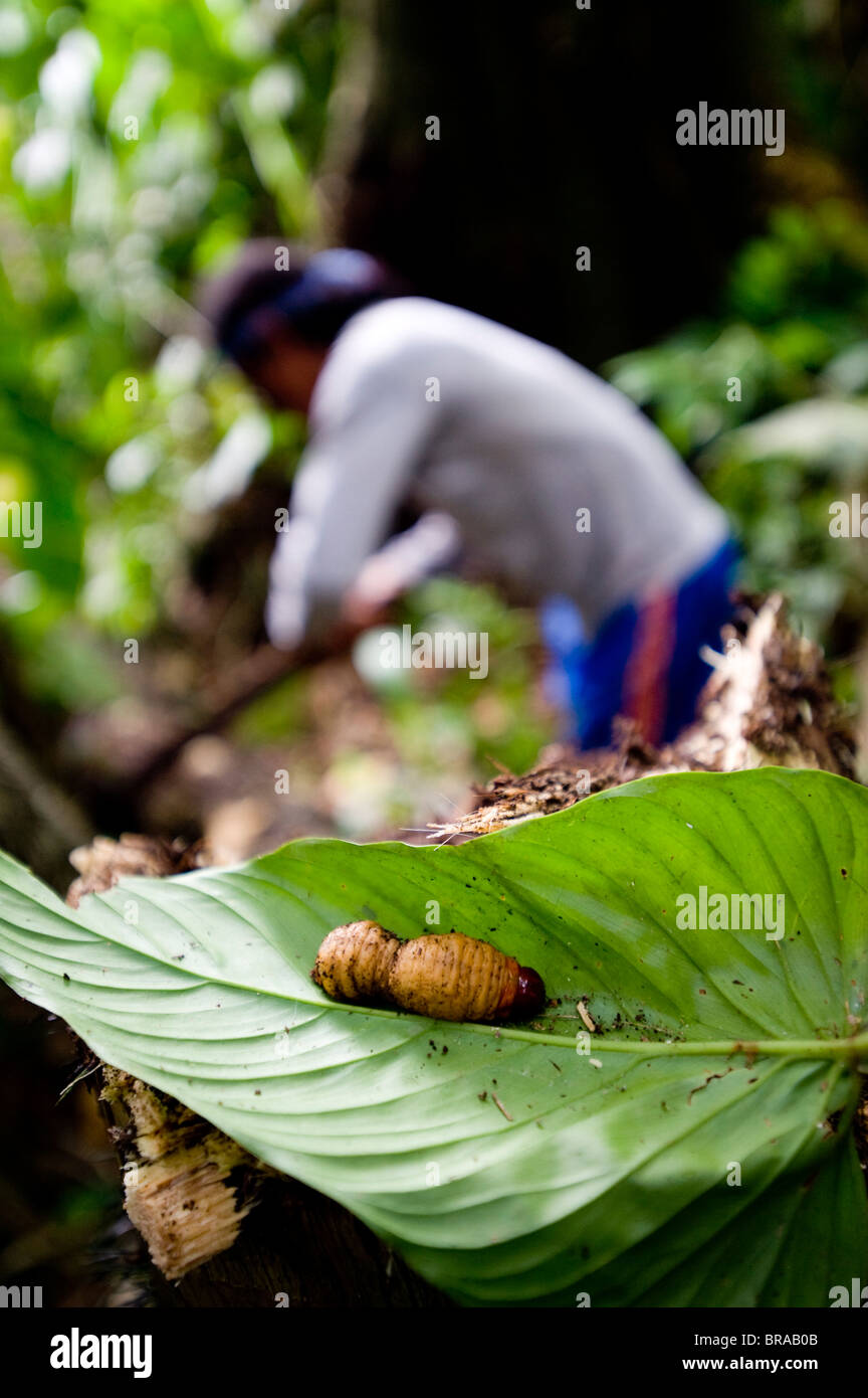 Larva, an Achuar delicacy, Amazon, Ecuador, South America Stock Photo