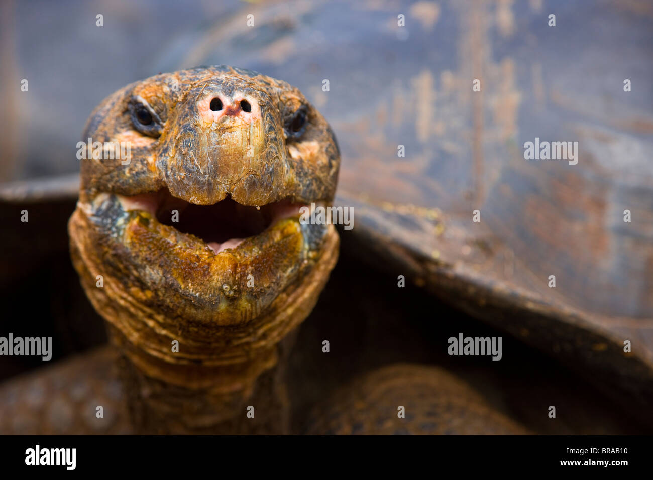 Galapagos giant tortoise {Geochelone elephantopus} head portrait, Santa Cruz Island, Galápagos, January Stock Photo