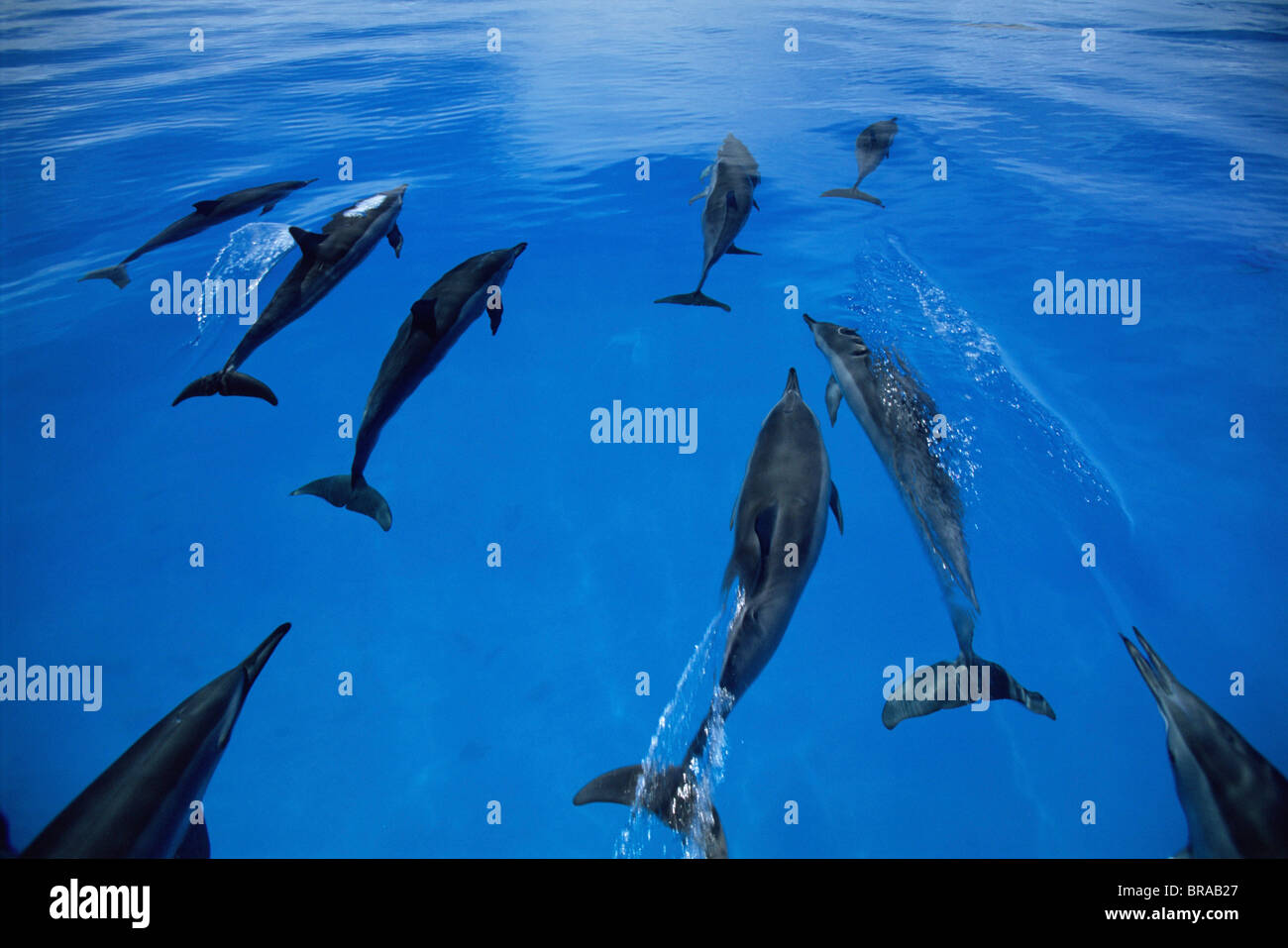 Pod of Hawaiian /  Gray's spinner dolphins (Stenella longirostris longirostris), Midway Islands, Pacific Stock Photo
