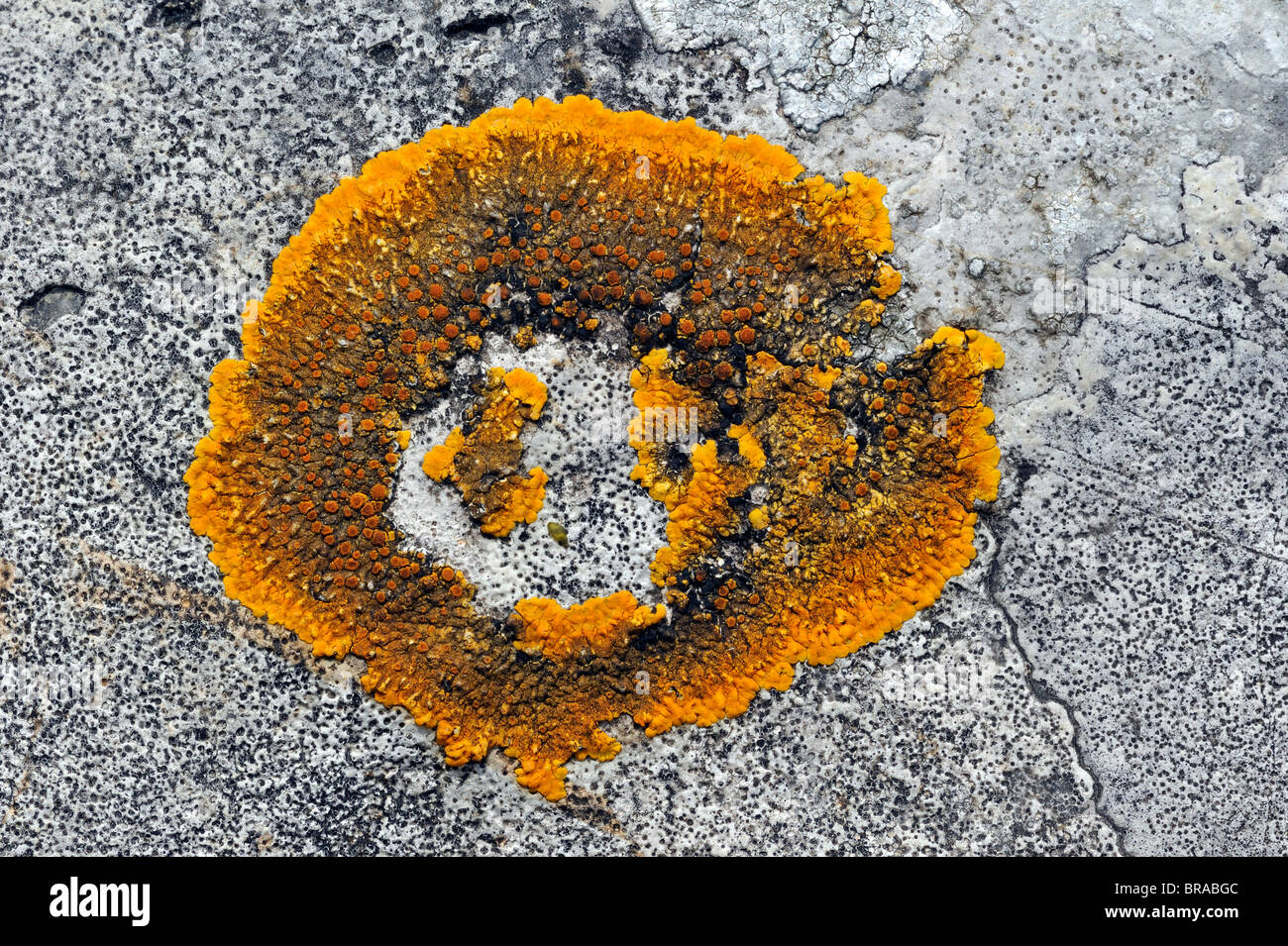 Orange lichen (Caloplaca aurantia) on limestone rock, Belgium Stock Photo