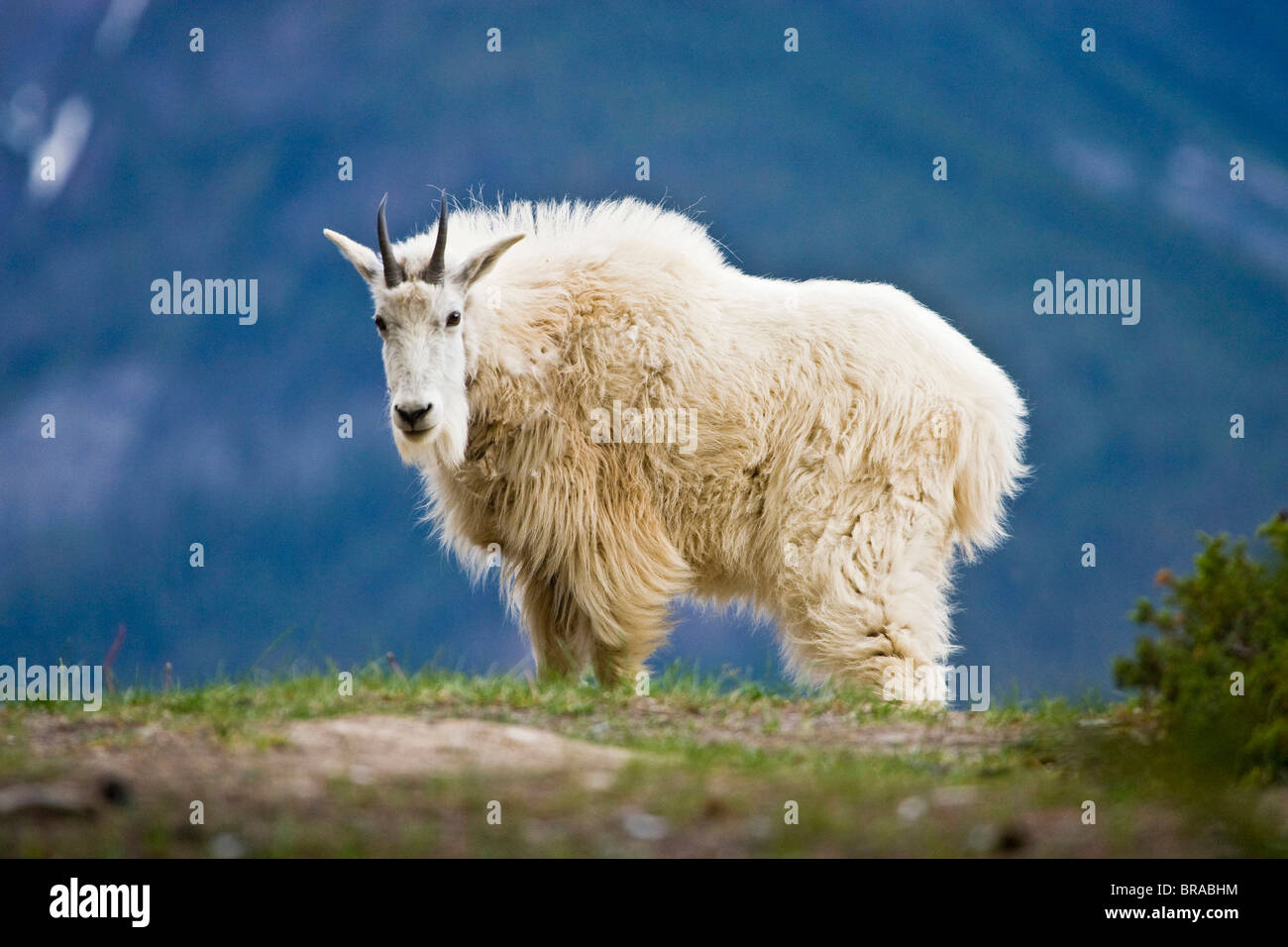 Canada, Alberta, Jasper National Park, Mountain Goat (Oreamnos americanos) female, June Stock Photo