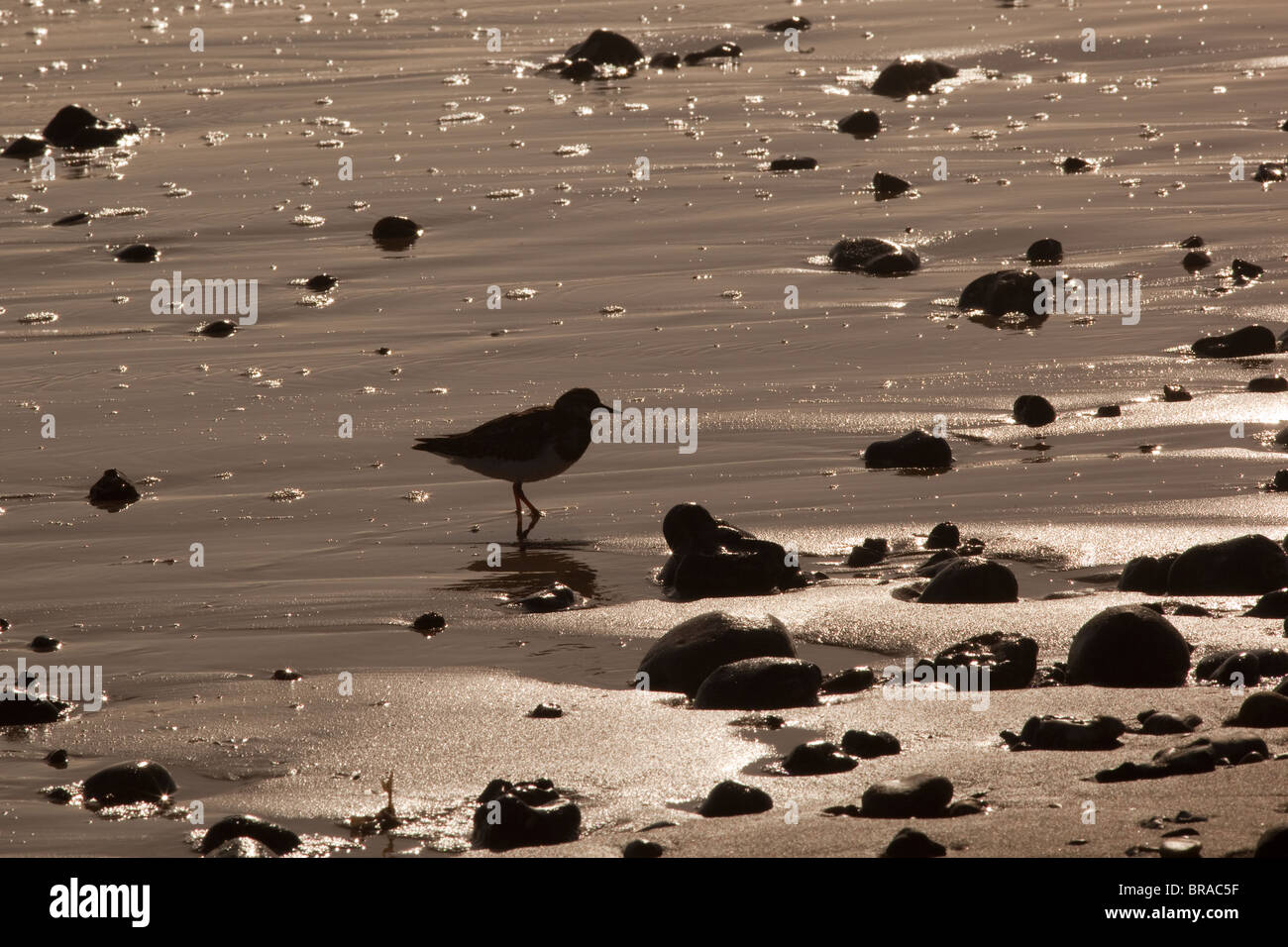 Turnstone Arenaria interpres feeding on coastal shoreline Stock Photo