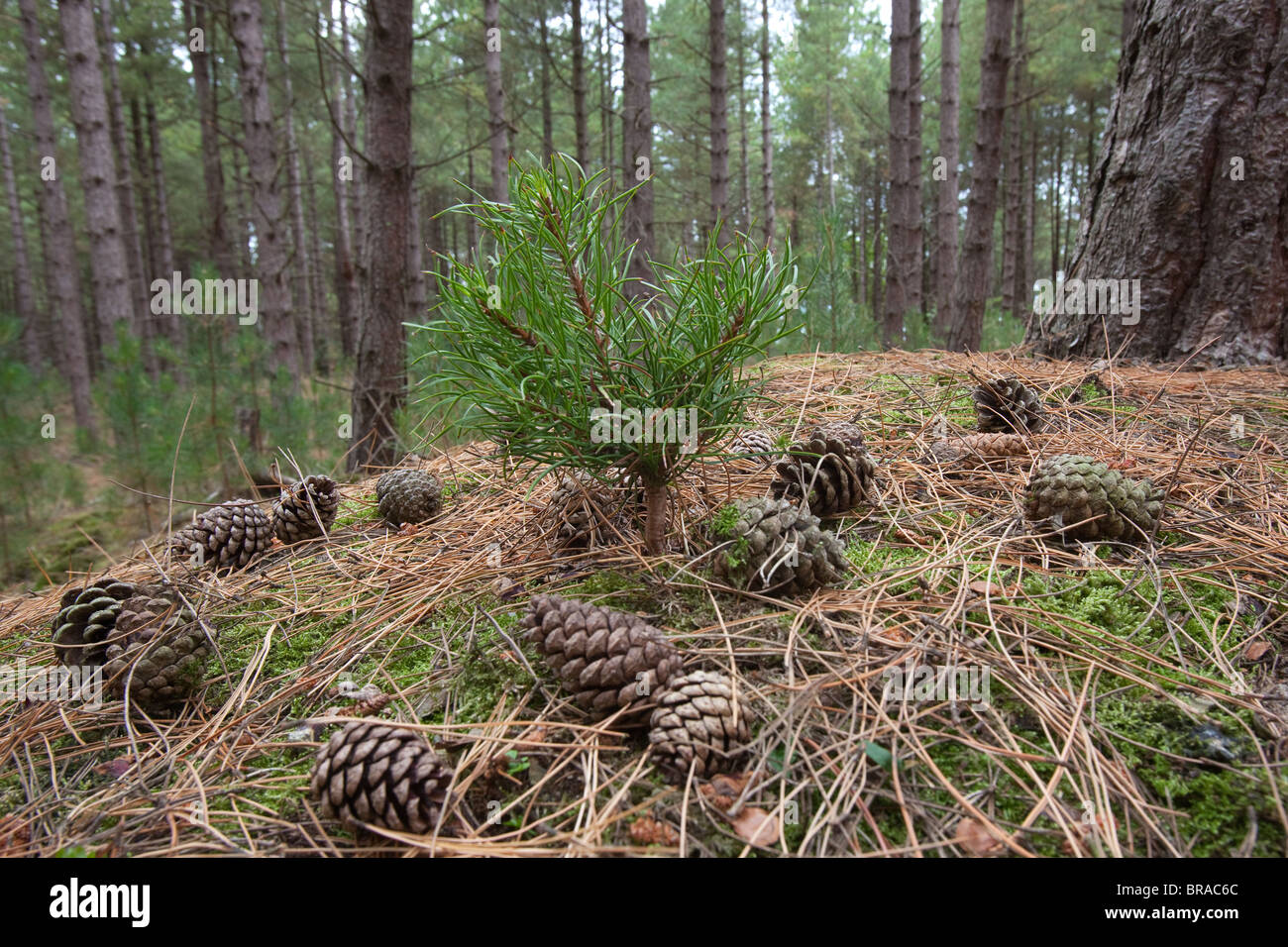 Corsican Pine seedling Pinus nigra var.maritima in mature forest Stock Photo