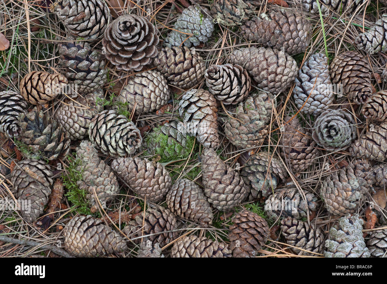 Corsican Pine Cones Pinus nigra var.maritima Stock Photo