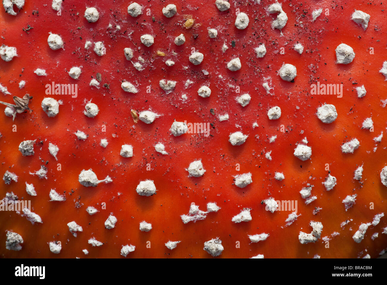 Fly Agaric Amanita muscaria  toadstall showing white spots Stock Photo
