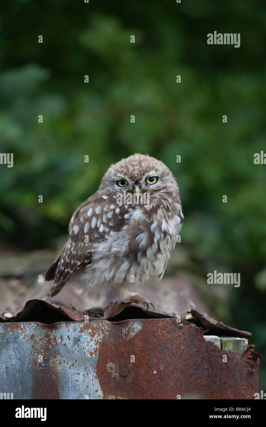 Little Owl Athene noctua Juvenile on tin shed Norfolk Mid August Stock Photo