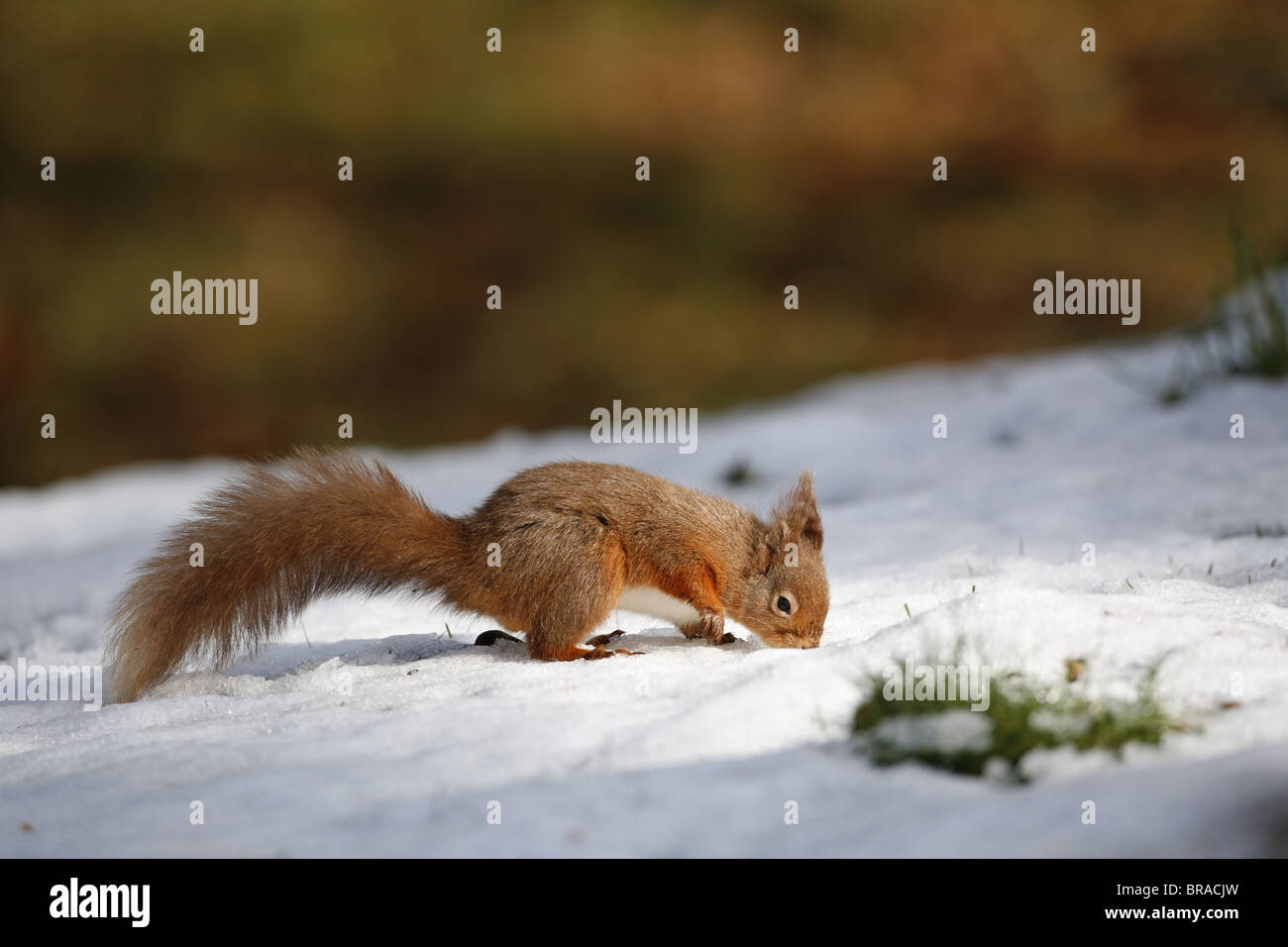 Red squirrel bury nut hires stock photography and images Alamy