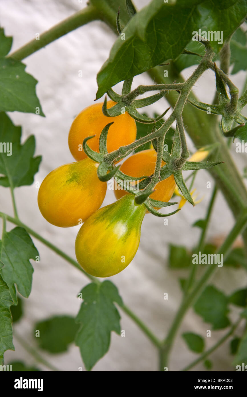 Yellow tomatoes ripening on vine Stock Photo Alamy