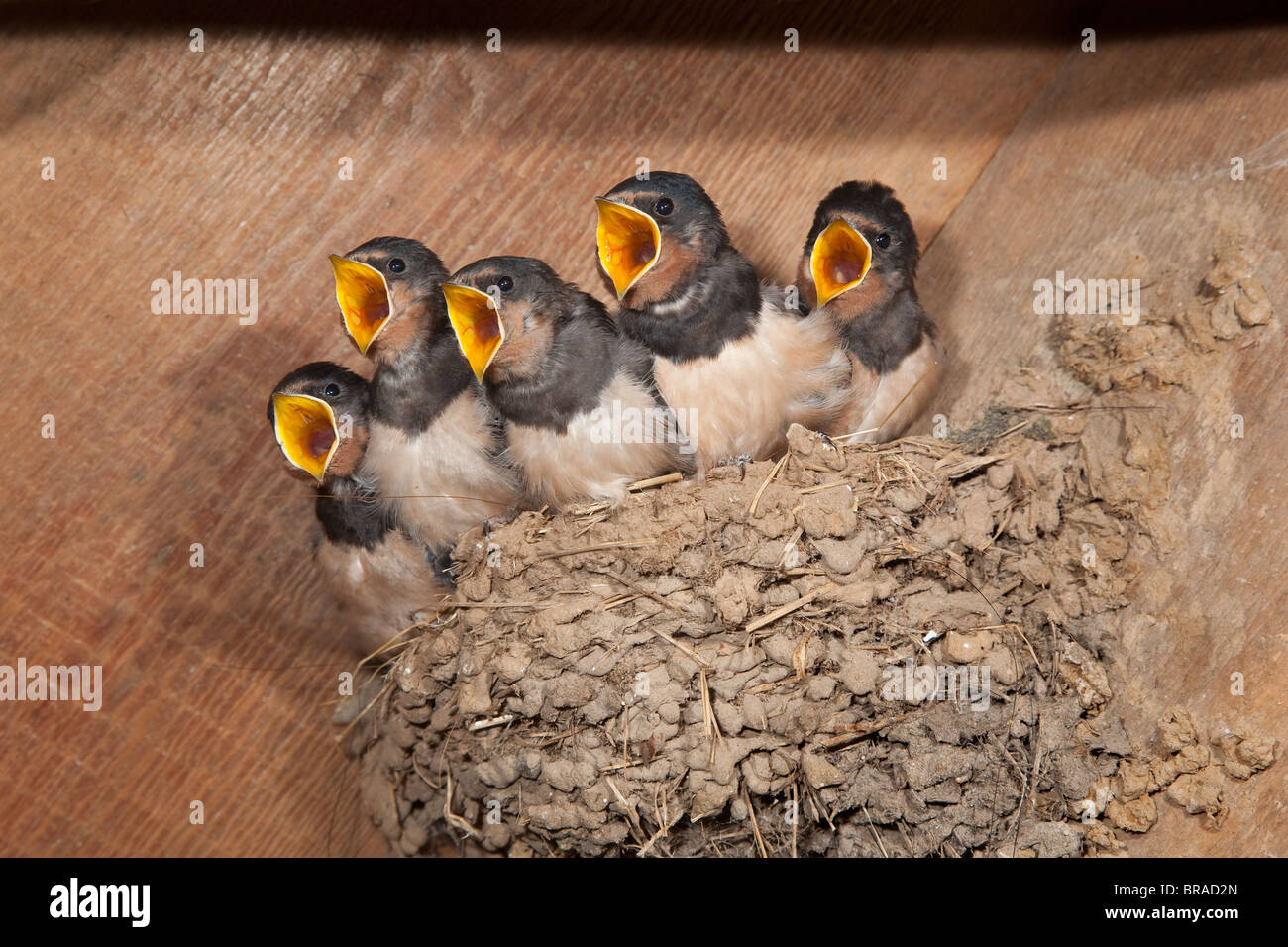 Swallow Nest Stock Photos & Swallow Nest Stock Images Alamy