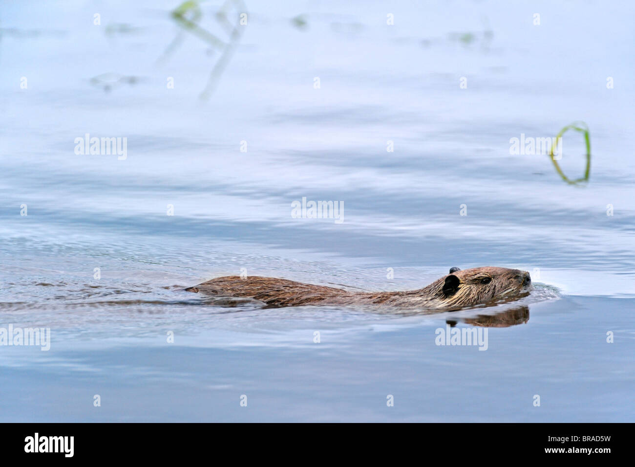 Coypu / nutria (Myocastor coypus) swimming in lake, La Brenne, France. Originally native to South America Stock Photo