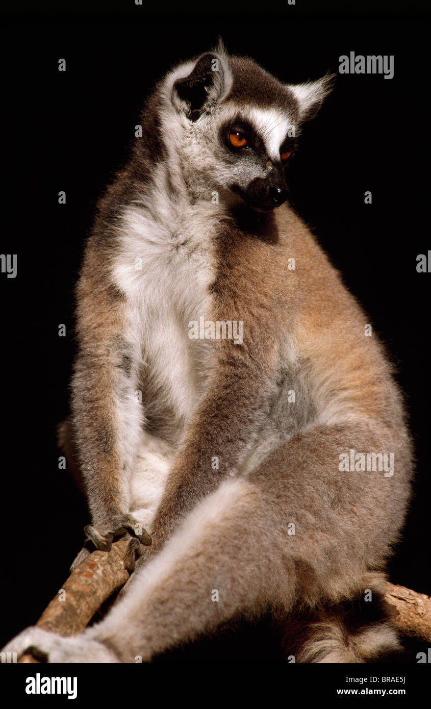 Ring-tailed Lemur (Lemur catta) resting, Berenty, Southern Madagascar, Africa Stock Photo