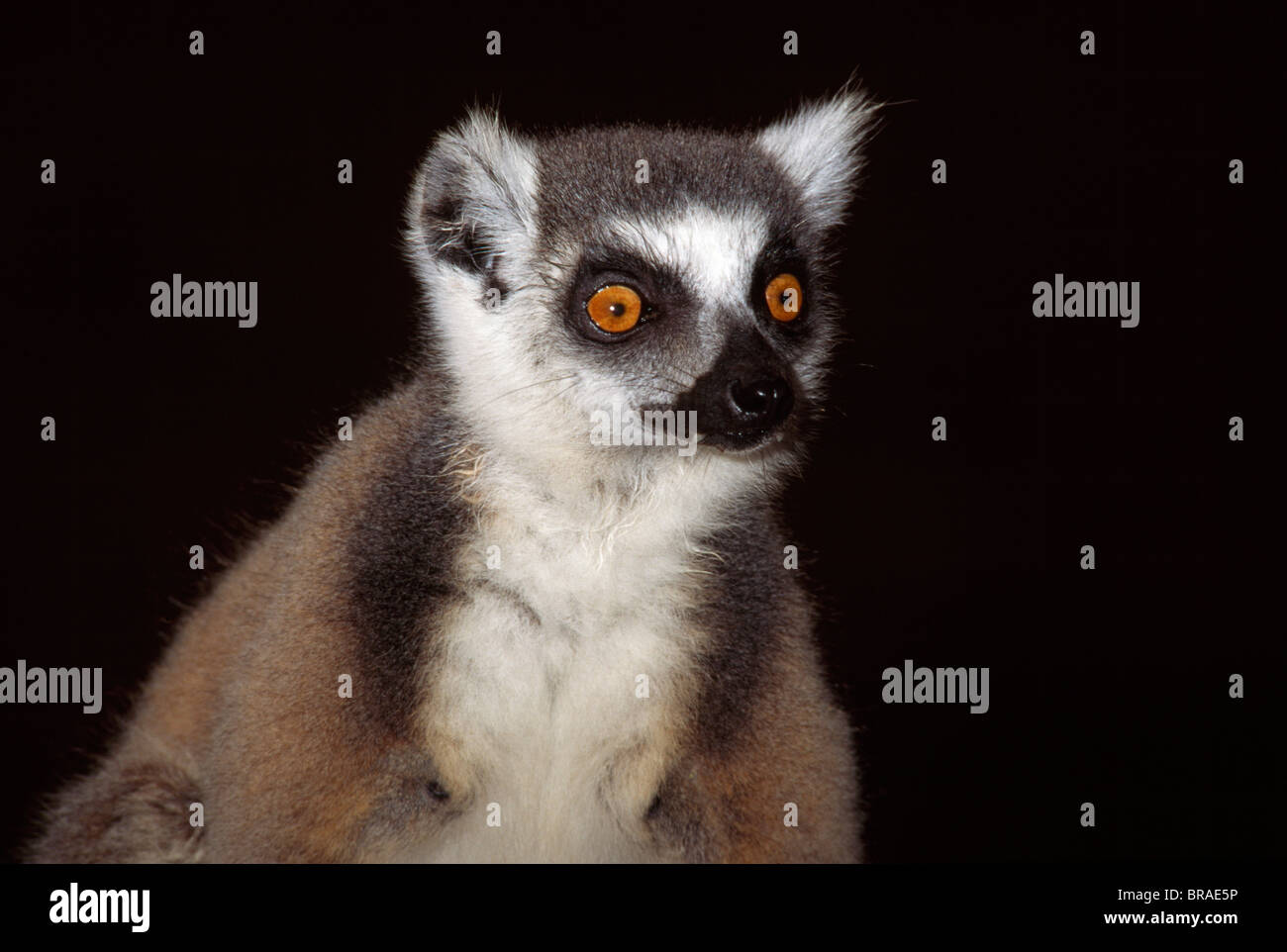 Ring-tailed Lemur (Lemur catta) portrait, Berenty, Southern Madagascar, Africa Stock Photo