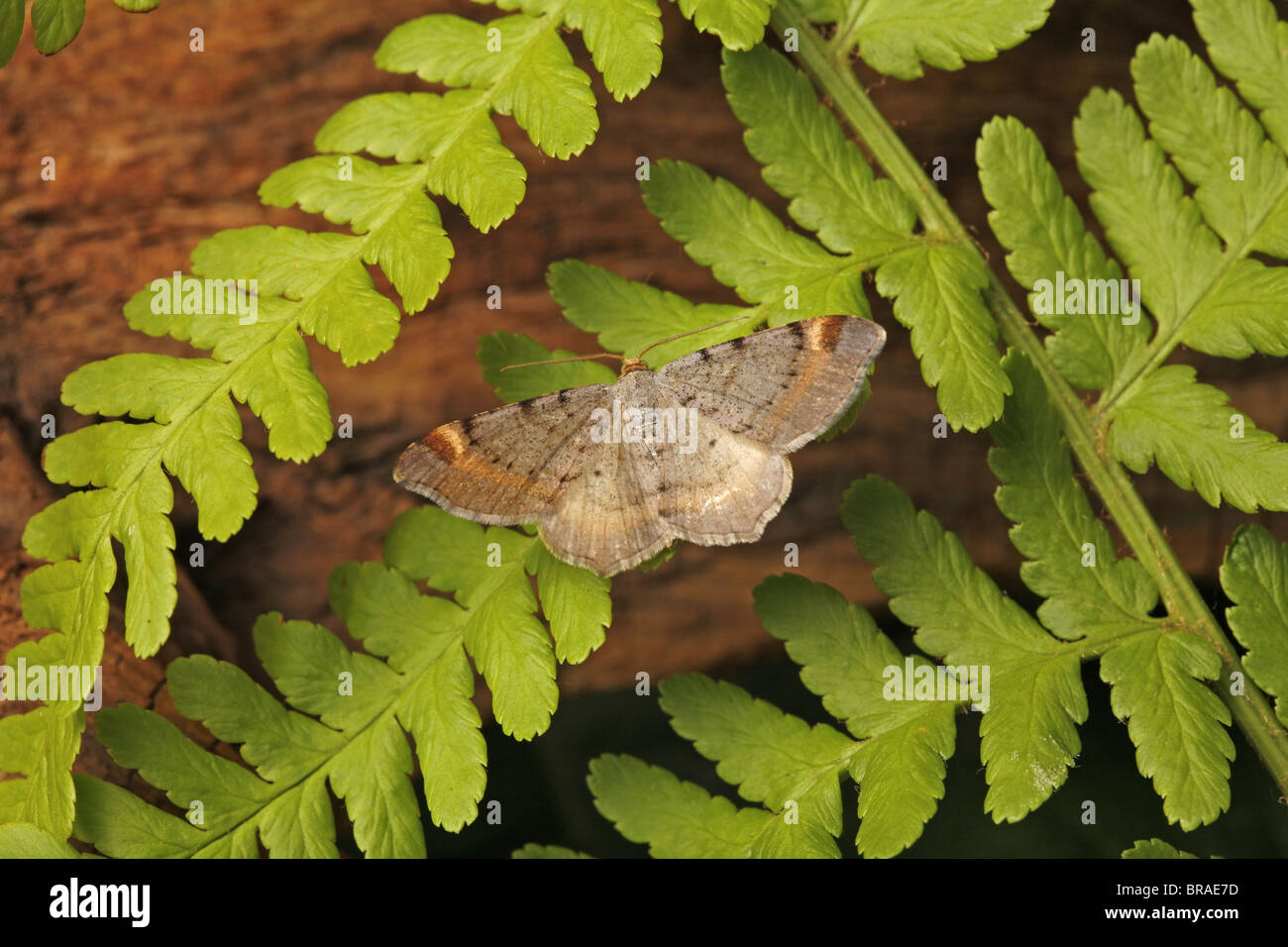 Tawny-barred Angle, macaria liturara Stock Photo