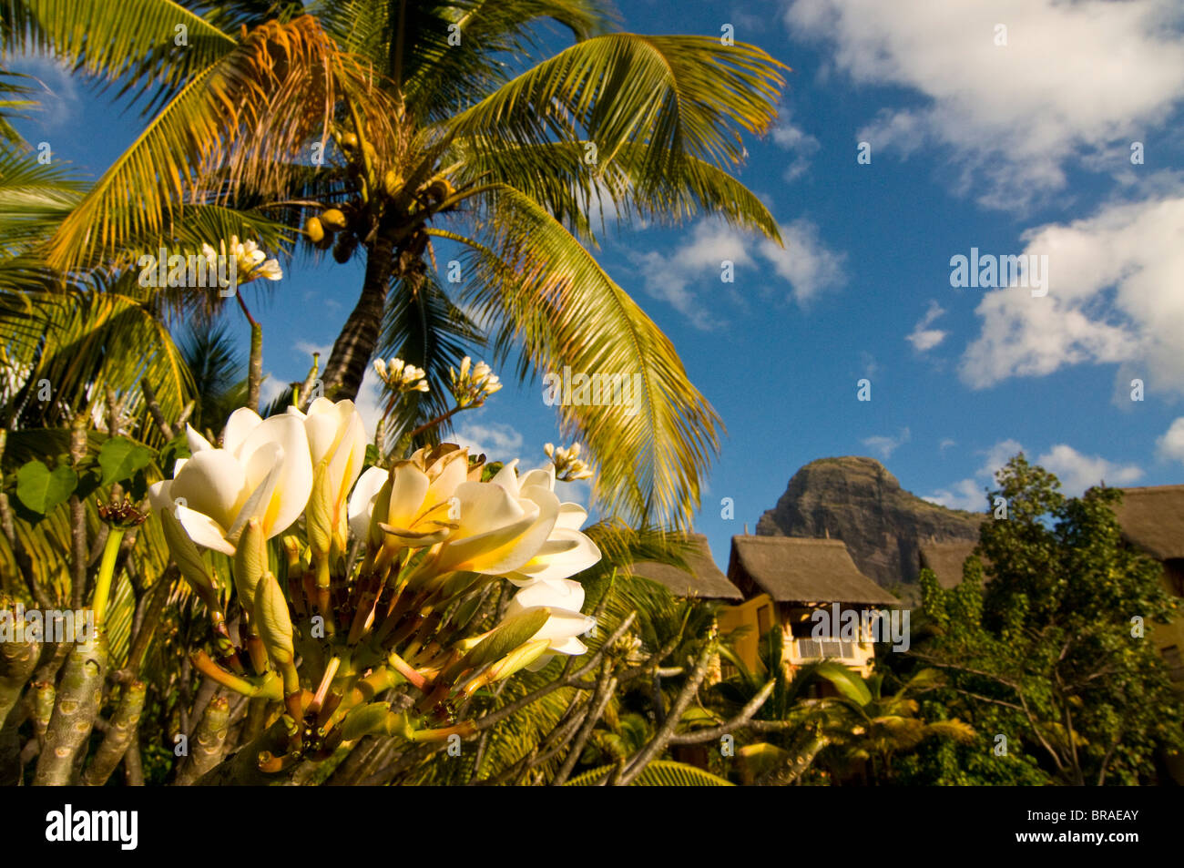 Blooming flower in the garden of Beachcomber Le Paradis, near Mont Brabant, Mauritius, Indian Ocean, Africa Stock Photo
