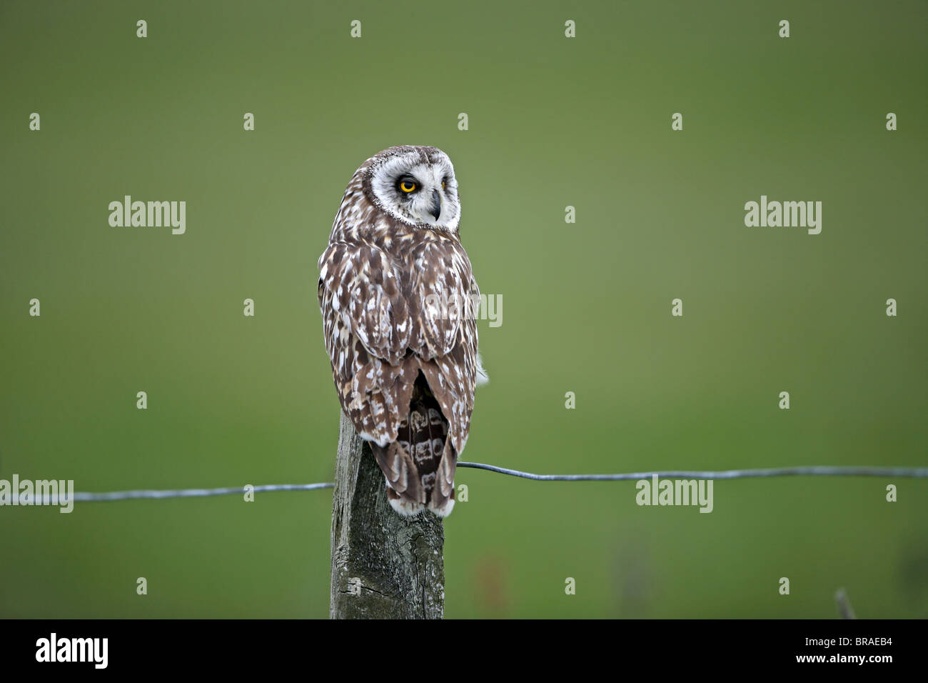 Short-eared Owl, Asio flammeus Stock Photo
