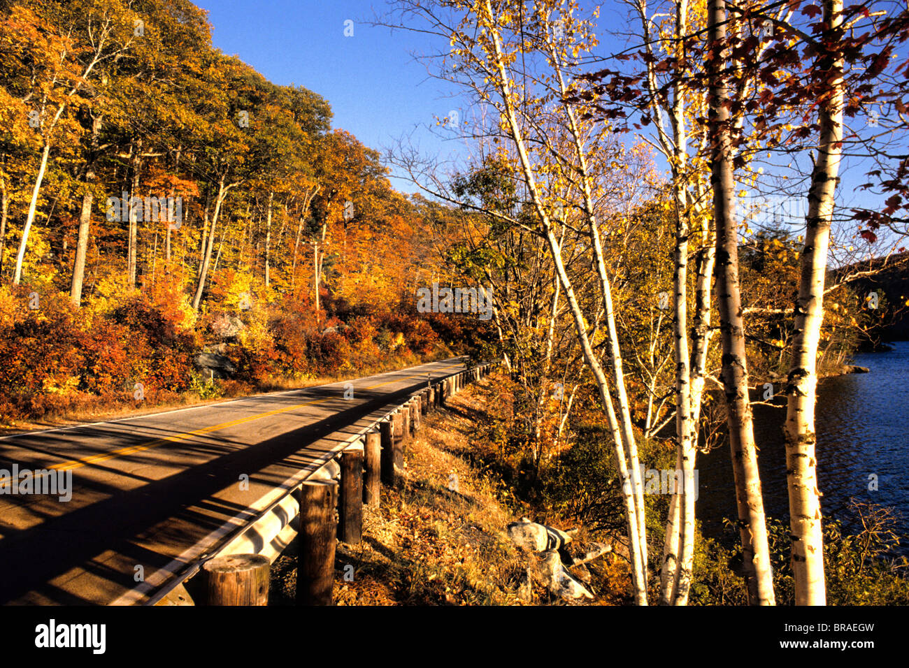 New england leaves hi-res stock photography and images - Alamy