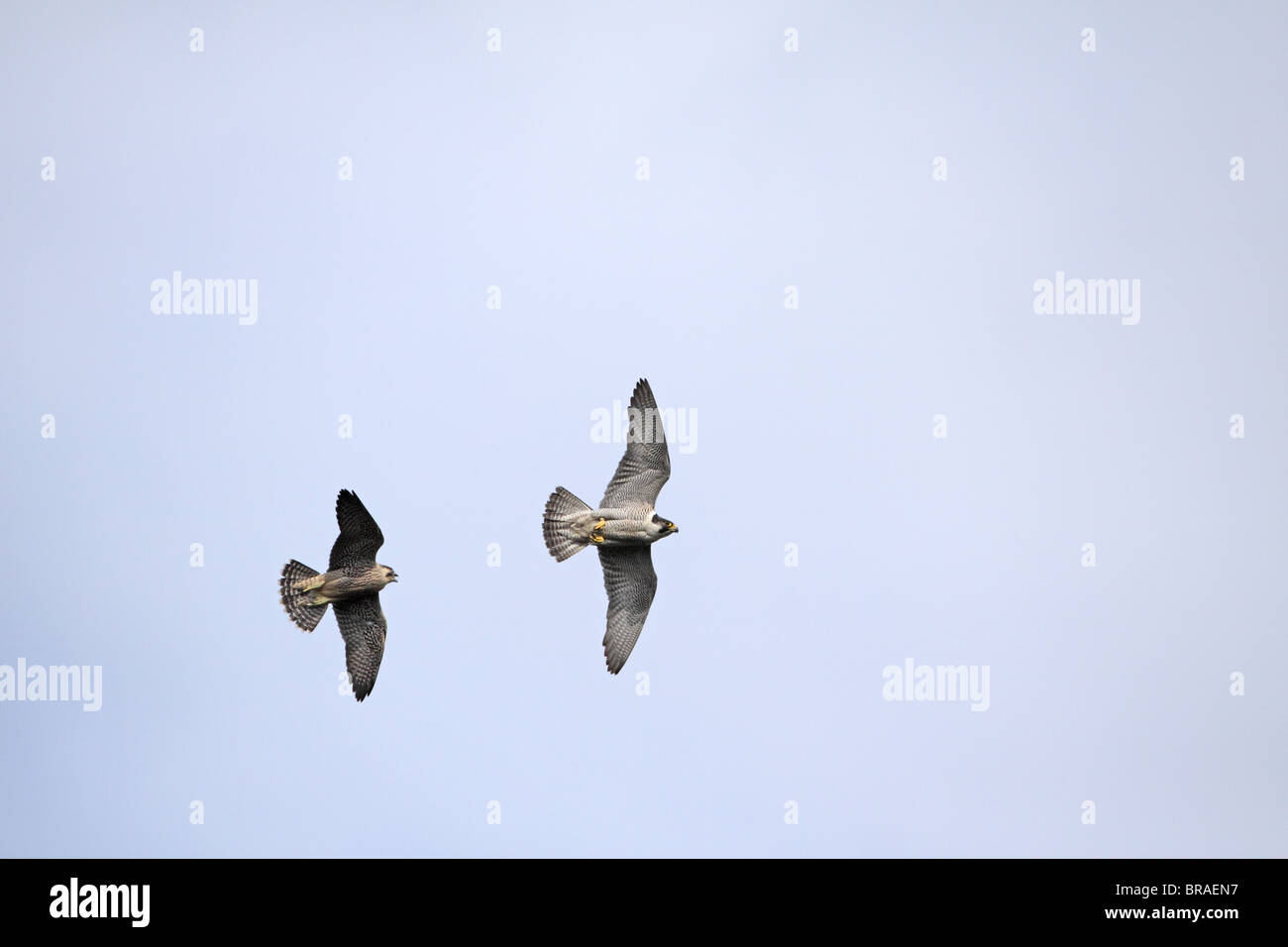 Peregrine Falcon, Falco peregrinus young chasing adult Stock Photo