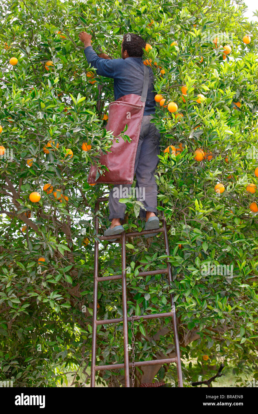 Orange harvest, Taroudan, Morocco, North Africa, Africa Stock Photo