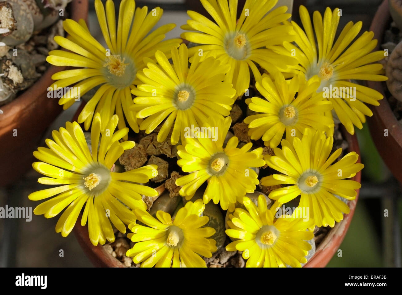Flowering stone. Lithops helmuthii. Stock Photo