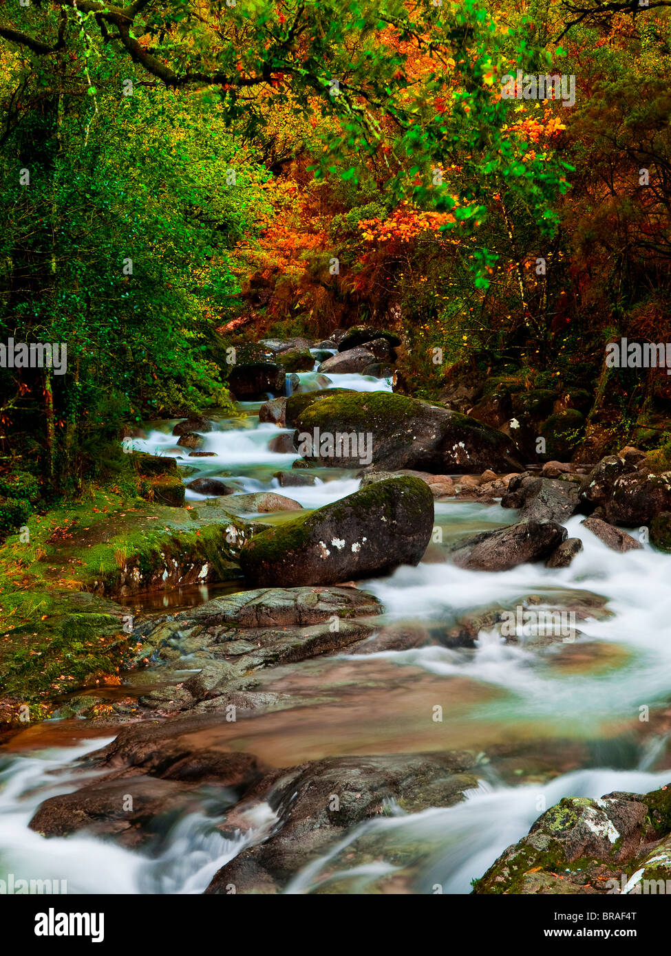 Beautiful river flowing by the forest during the Autumn season Stock Photo