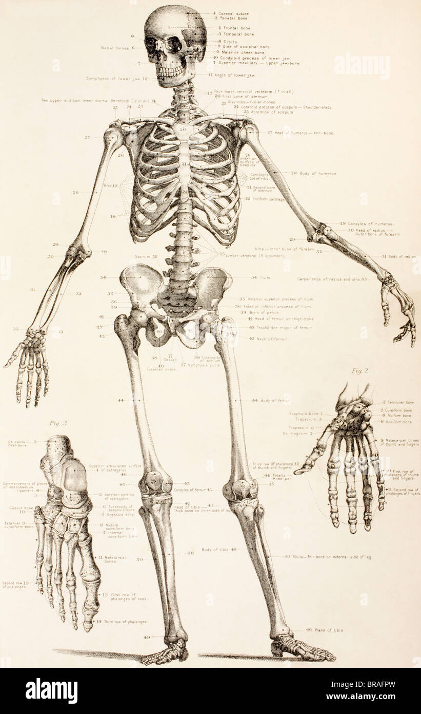 The human skeleton Stock Photo