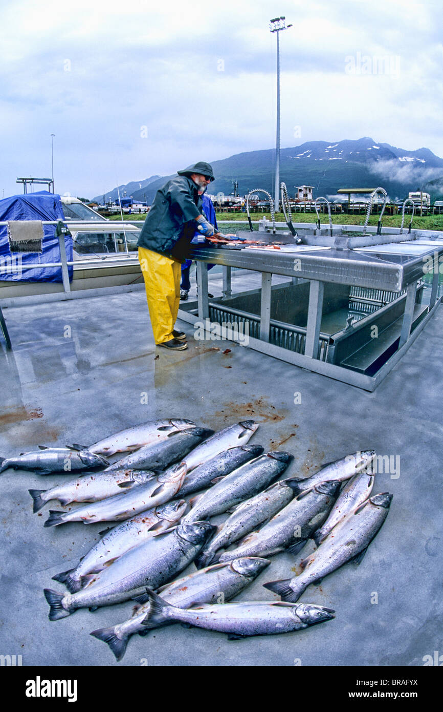Fishing Charter Cleaning Fish in Valdez Alaska USA Stock Photo Alamy