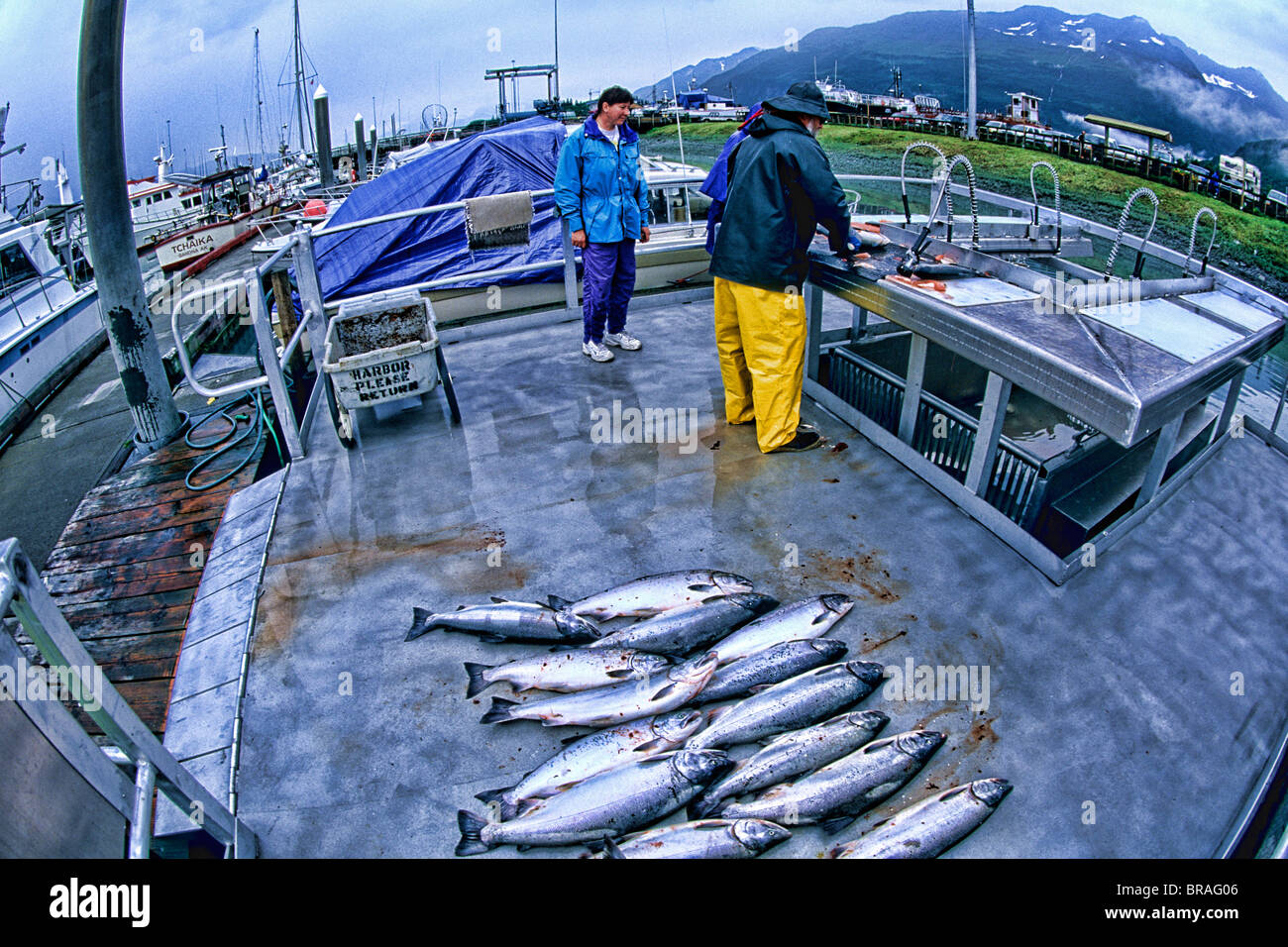 Fishing Charter Cleaning Fish in Valdez Alaska USA Stock Photo Alamy