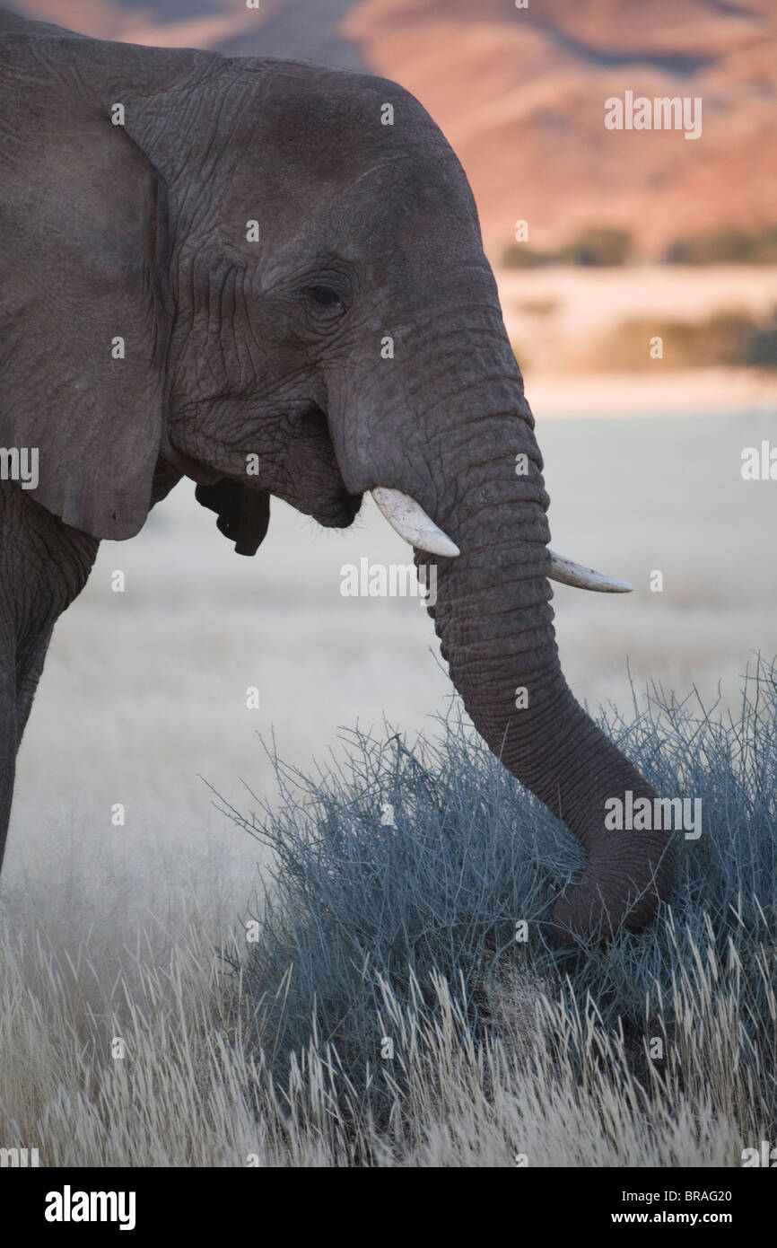 Elephant Grass No Elephant High Resolution Stock Photography and Images -  Alamy