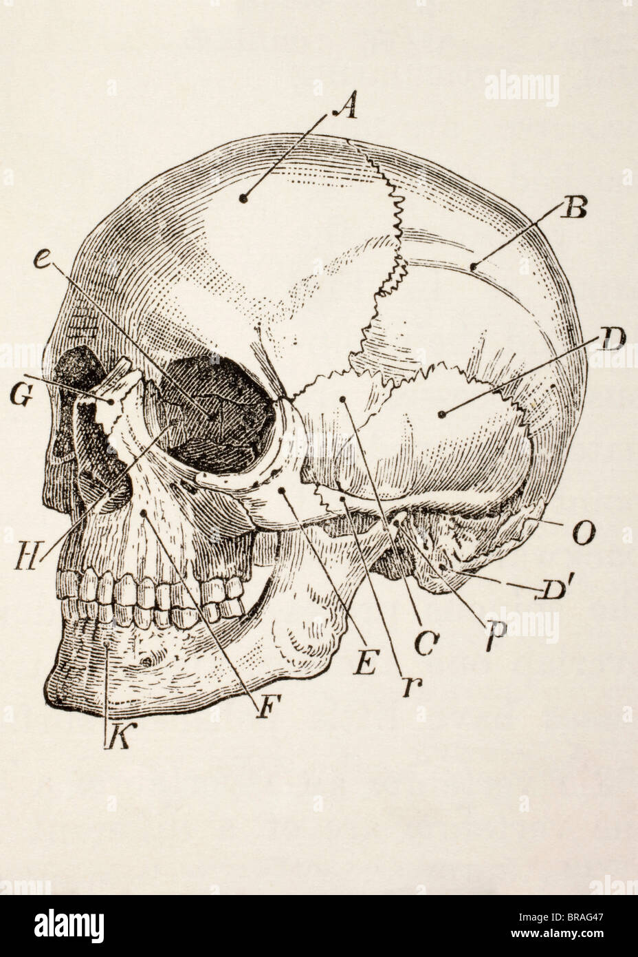 The human skull. Stock Photo