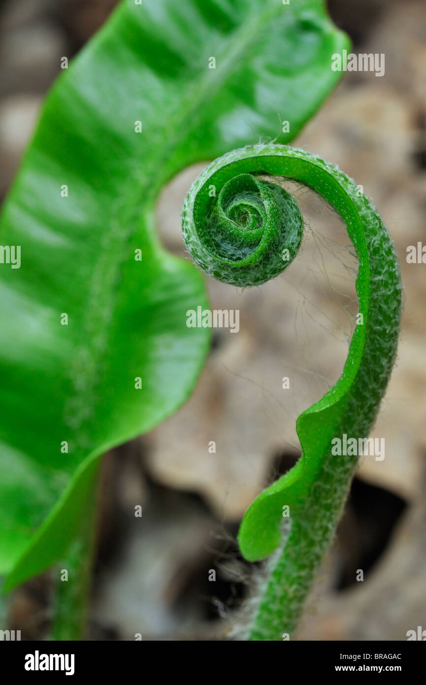 Hart's tongue fern (Asplenium scolopendrium / Phyllitis scolopendrium) fronds unfurling in spring Stock Photo