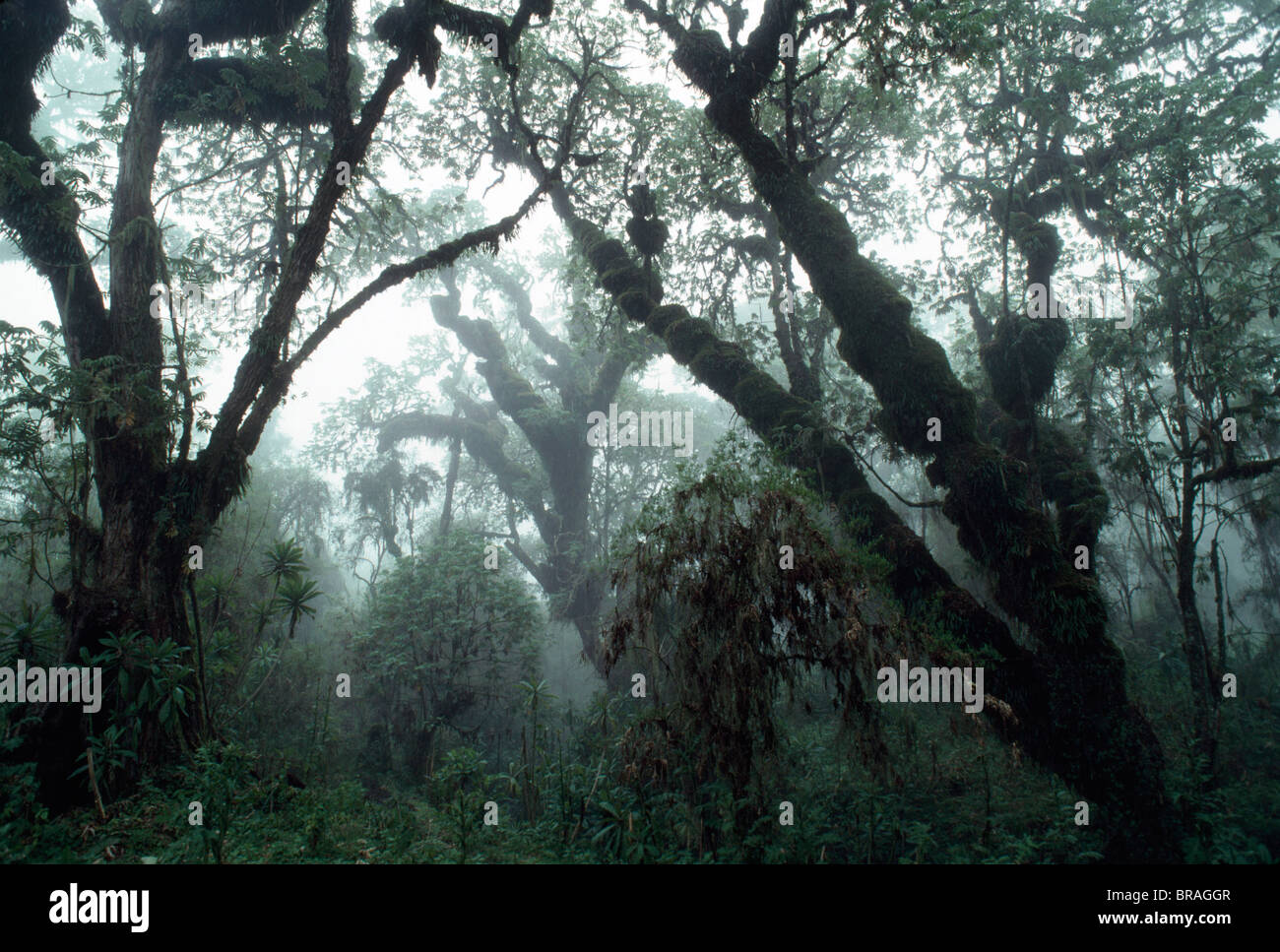 Hagenia (Hagenia abyssinica) Forest, Mountain Gorilla Habitat, Virunga Volcanoes, Rwanda, Africa Stock Photo