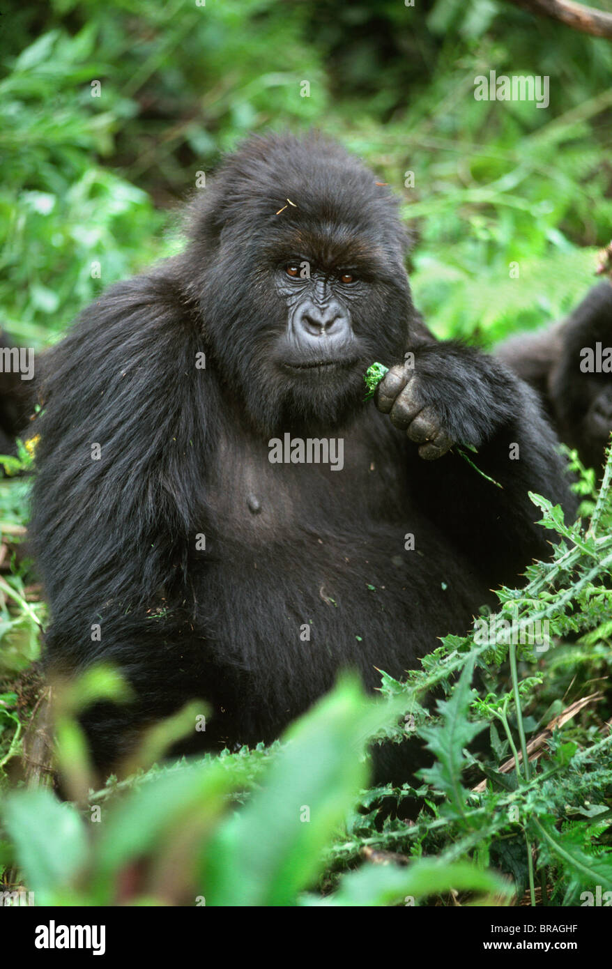 Female Mountain Gorilla (Gorilla g. beringei), Poppy, Virunga Volcanoes, Rwanda, Africa Stock Photo