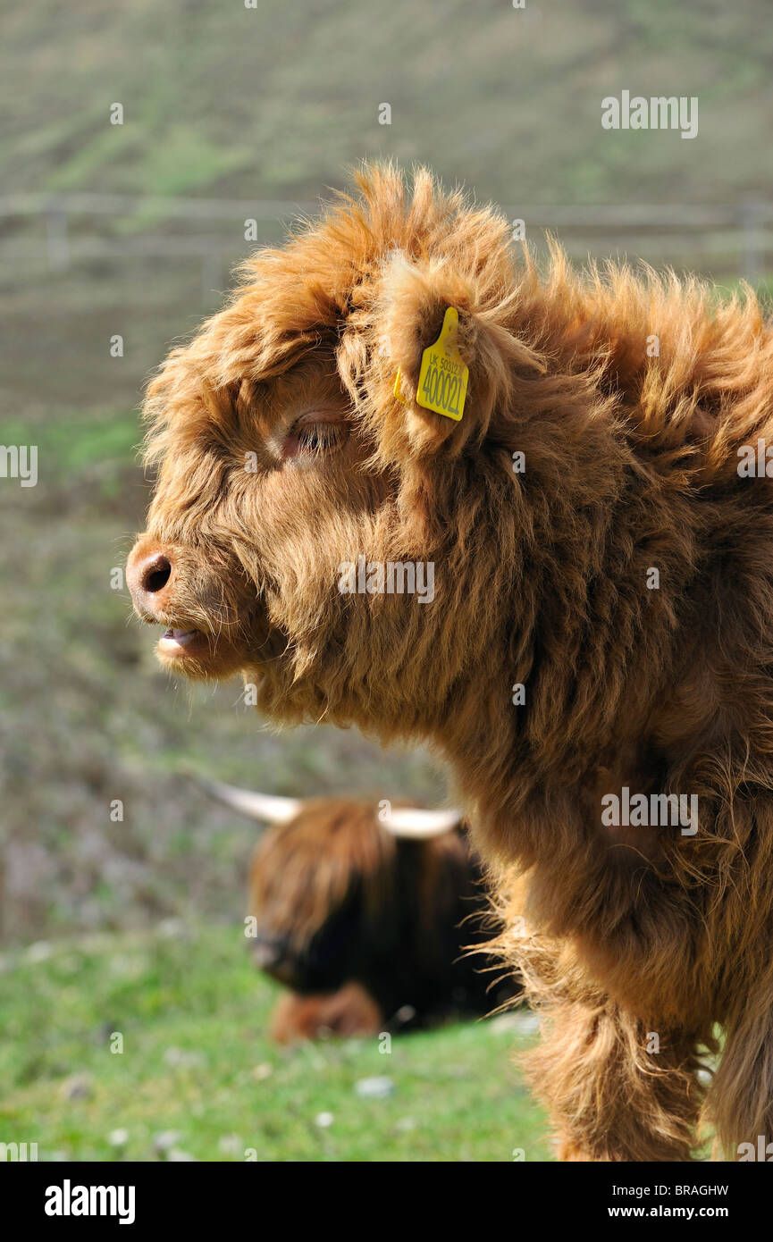 Highland calf (Bos taurus) in field on the Isle of Skye, Scotland, UK Stock Photo