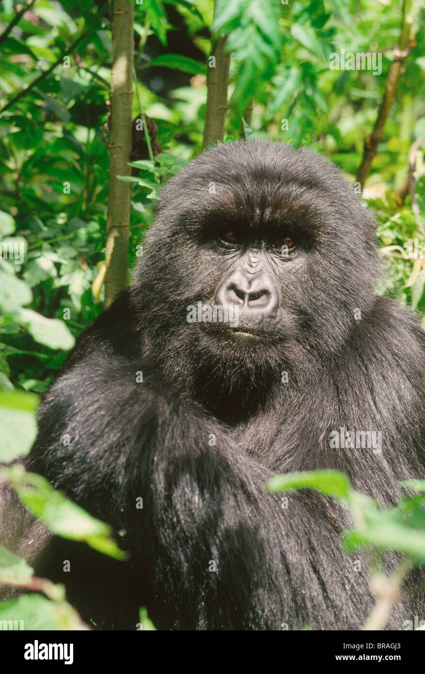 Female Mountain Gorilla (Gorilla g. beringei), Virunga Volcanoes, Rwanda, Africa Stock Photo