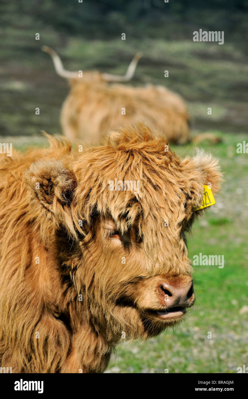 Highland calf (Bos taurus) in field on the Isle of Skye, Scotland, UK Stock Photo