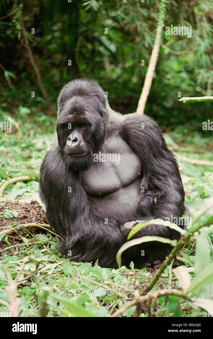 Silverback male Mountain Gorilla (Gorilla g. beringei), Virunga Volcanoes, Rwanda, Africa Stock Photo