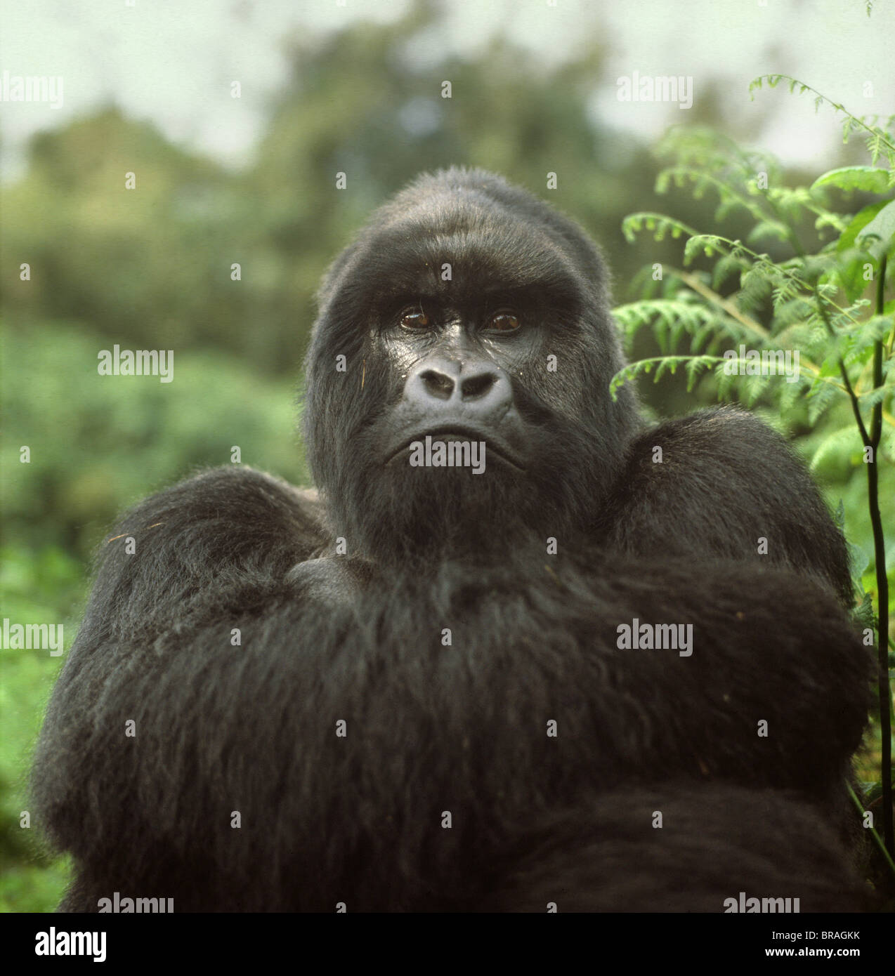 Silverback male Mountain Gorilla (Gorilla g. beringei), Virunga Volcanoes, Rwanda, Africa Stock Photo